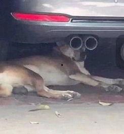 国产与狗在线播放,治愈系故事引发共鸣