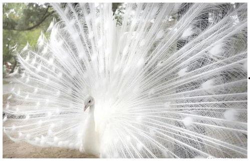 孔雀 日本,探寻日本文化中的孔雀意象