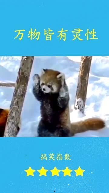 爆笑动物视频,笑翻天的动物搞笑瞬间大盘点！